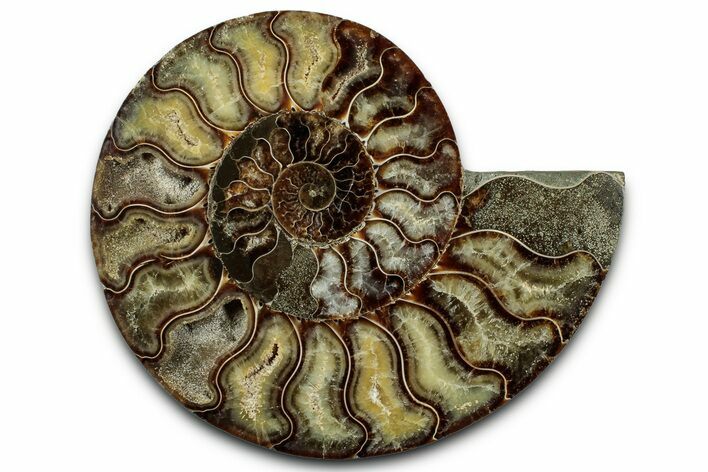 Cut & Polished Ammonite Fossil (Half) - Madagascar #347832
